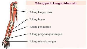 Berikut jawaban dan pembahasan pembelajaran 6 buku tematik subtema 2 berjudul menjaga bagian tubuhku. Kunci Jawaban Tema 1 Kelas 5 Sd Halaman 63 64 65 66 67 68 69 70 Subtema 2 Organ Gerak Manusia Halaman All Tribun Jateng