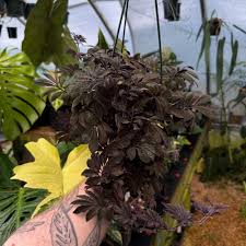 Image result for Solanum linneanum