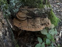 Image result for Ganoderma applanatum