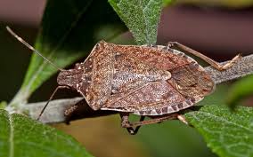 Stink (v.) old english stincan emit a smell of any kind; Why Do Stink Bugs Stink Wonderopolis