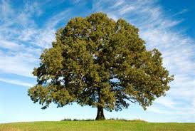 2011 es el año internacional de los bosques, promulgado por las nu para la agricultura y alimentación, y el 28 de junio es el día mundial del árbol, momento para valorar la situación de los árboles y su papel fundamental en la sostenibilidad del. Facultad De Trabajo Social