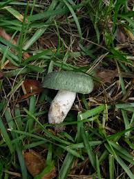 Reddit app tutorial 2021 | what is reddit and how does reddit work reddit is a website that allows users to post news or web content. Id Request Can Anyone Identify This Mushroom Green Cap Found In Fl Under A Palm Tree Near Some Woods Mycology