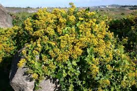 Image result for Delairea odorata