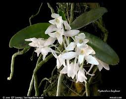 Image result for Mystacidium