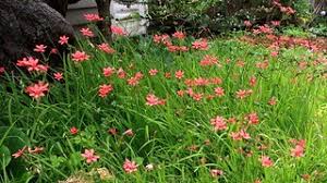 Image result for Freesia laxa