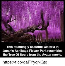 Check spelling or type a new query. This Stunningly Beautiful Wisteria Irn Japan S Ashikaga Flower Park Resembles The Tree Of Souls From The Avatar Movie Httpstcoqafyyqngto Beautiful Meme On Esmemes Com