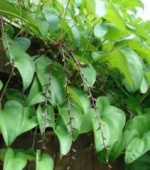 Image result for Dioscorea dregeana