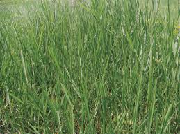 Image result for Urochloa dictyoneura