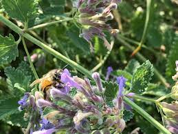 A full plant guide of the each of the flora in my front yard. Creating A Garden That Is Welcoming To The Birds And Bees