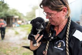 Adoptable italian greyhound rescues and puppies in florida, meetup and play groups, volunteer opportunities, breed information and tips, and how to surrender an ig in the gulf coast region. Aspca Helps To Rescue More Than 100 Dogs From Fl Puppy Mill Aspca