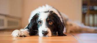 They might also check for accidental poisoning, cancer, gastric reflux or an enlarged esophagus. Dog Vomiting 101 Why It Happens