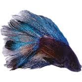 The blue & yellow 'paradise betta' petco is selling as an alternative to a blue tang. Male Paradise Betta For Sale Order Online Petco