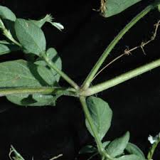 Image result for Justicia exigua