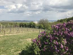 A falu központjától és a balaton parttól kb. Elado Balatonudvari Csaladi Birtok 1ha Os Teruleten
