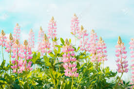 We did not find results for: Pretty Lupines Flowers In Garden Or Park Over Blue Sky Background Outdoor Nature Background Stock Photo Picture And Royalty Free Image Image 58221142