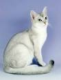 Chinchilla Cat Breed Profile | Cat-World