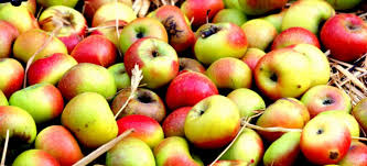 Terre del Piceno Mela rosa dei Monti Sibillini - Terre del Piceno