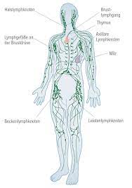 Das lymphsystem besteht aus der lymphflüssigkeit, verzweigten lymphgefäßen eine erhöhte infektanfälligkeit kann ein beispiel für eine schwäche im lymphsystem sein. Das Lymphgefasssystem