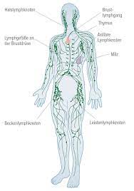 Unsere videotutorials, interaktiven quizze, weiterführenden artikel und ein hd atlas lassen dich prüfungen mit bestnoten bestehen. Das Lymphgefasssystem