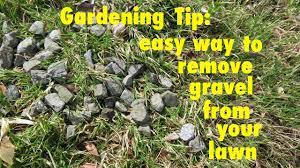 How to get rid of small stones in garden. Gardening Tip How To Easily Remove Gravel From Your Lawn Youtube