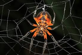 A black widow spider bite is said to feel like a pinprick, although victims may not realize that they have been bitten. Scared By Spiders Get Over It Scientific American Blog Network
