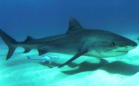 Females are larger than males at maturity. Tiger Shark Shark Facts And Information