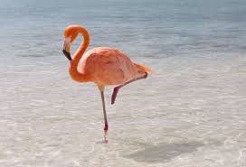 Flamingosis is knit into the hat, and the logo is embroidered on. Why Flamingos Stand On One Leg