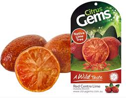 Water lime trees once or twice a week during the growing season so the soil stays moist to a depth of 6. Citrus Gems Red Centre Lime Australian Blood Lime Citrus Men