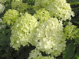 The royal horticultural society is the uk's leading gardening charity. Baumschule Eggert Blutenstraucher Baumschulen Heckenpflanzen Rispenhortensie Limelight Hydrangea Paniculata Limelight Im Pflanzenhandel Online Kaufen