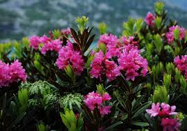 Näytä lisää sivusta fiori bellissimi facebookissa. Fiori Bellissimi Che Si Possono Trovare In Montagna D Estate Eppen Extra Green Bergamo