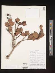 Image result for Olax gambecola