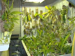 Orchid Collection Indoors Under Hid Hp Sodium Grow Light Irrigated Through Subirrigation Or Growing Orchids Indoor Plants Pet Friendly Grow Lights For Plants