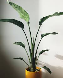 White Bird Of Paradise Images Just Got This White Bird Of Paradise Already Putting Out A New Leaf For Me Indoor Garden Garden Inspiration Plants