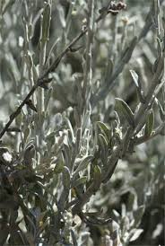 Image result for Helichrysum zeyheri