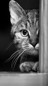 Pin By Yedi Udiex On Old Time Cats In 2020 Cats Cat Photography Beautiful Cats