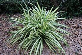 Image result for Chlorophytum bowkeri