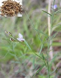 Image result for Polygala persicariifolia