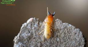 Check spelling or type a new query. Organic Termite Control How Organic Pest Control Can Eliminate Termites