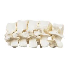 The spine consists of a series of vertebral segments. Denoyer Geppert Sb15 1 Premier Lumbar Vertebrae Set L1 To L5