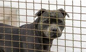 He cited several action areas: La Animal Services Assistant Gm Of Livesaving Resigns Amid Dog Attacks And Shelter Overcrowding