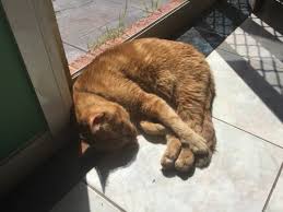 It's important to start treatment as soon as possible to give your cat the best chance of recovery. Dr Ferox Veterinarian Hug Your Cat