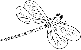 Print a dragonfly life cycle coloring page. Free Printable Dragonfly Coloring Pages For Kids Animal Place