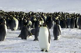 They also bring up their young ones in the large colonies that they. Why Don T Emperor Penguins Have Their Young Close To The Ocean Quora