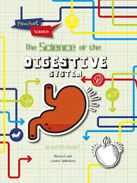 The Digestive System Flowchart Science The Human Body