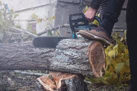 Mit diesen kosten müssen sie rechnen! Baum Fallen Mit Diesen Kosten Sollten Sie Rechnen