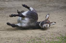 The mule ends up with 63. Cheerful Mule Photos Free Royalty Free Stock Photos From Dreamstime