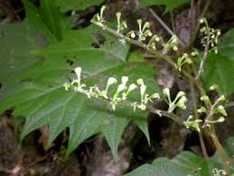 Image result for Laportea ovalifolia