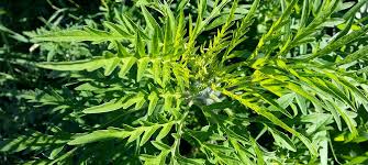 Maybe you would like to learn more about one of these? Ragweed What It Is How To Avoid Its Consequences