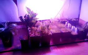 I tried ten days in my oven with the light on keeping the sweet potatoes at about 90 to 100 degrees. 15 Easy Yet Inexpensive Diy Led Grow Light Ideas For Indoor Growing