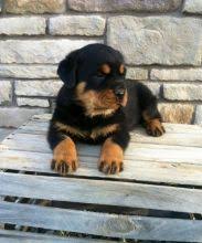 My family bought nini, a female pug puppy from tian chai petshop. Winnipeg Rottweiler Dogs Puppies For Sale Classifieds At Eclassifieds 4u